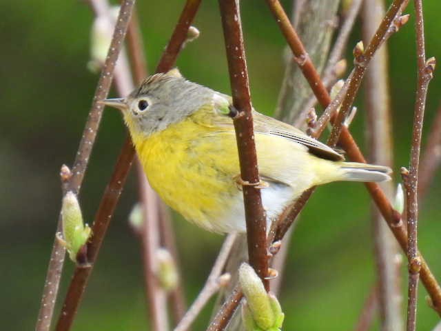 Nashville Warbler - Joe McGill