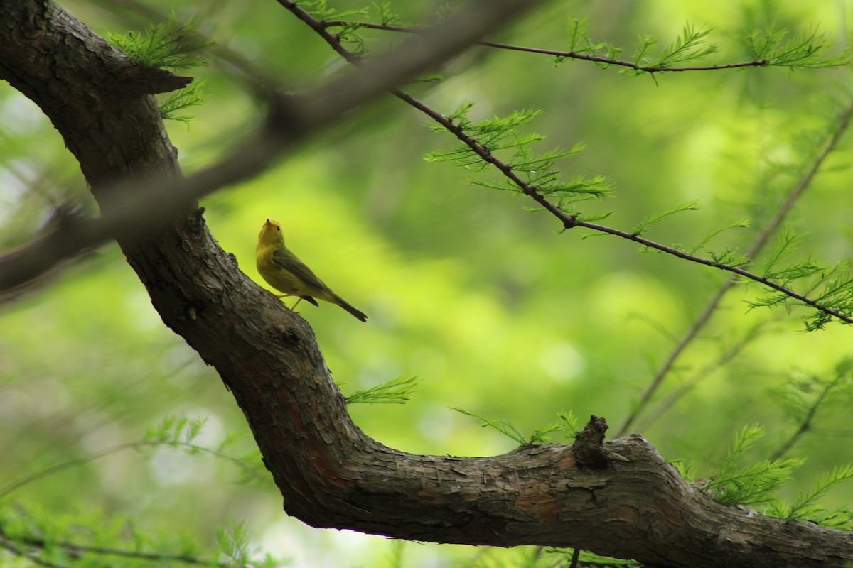 Wilson's Warbler - Jennifer Burko