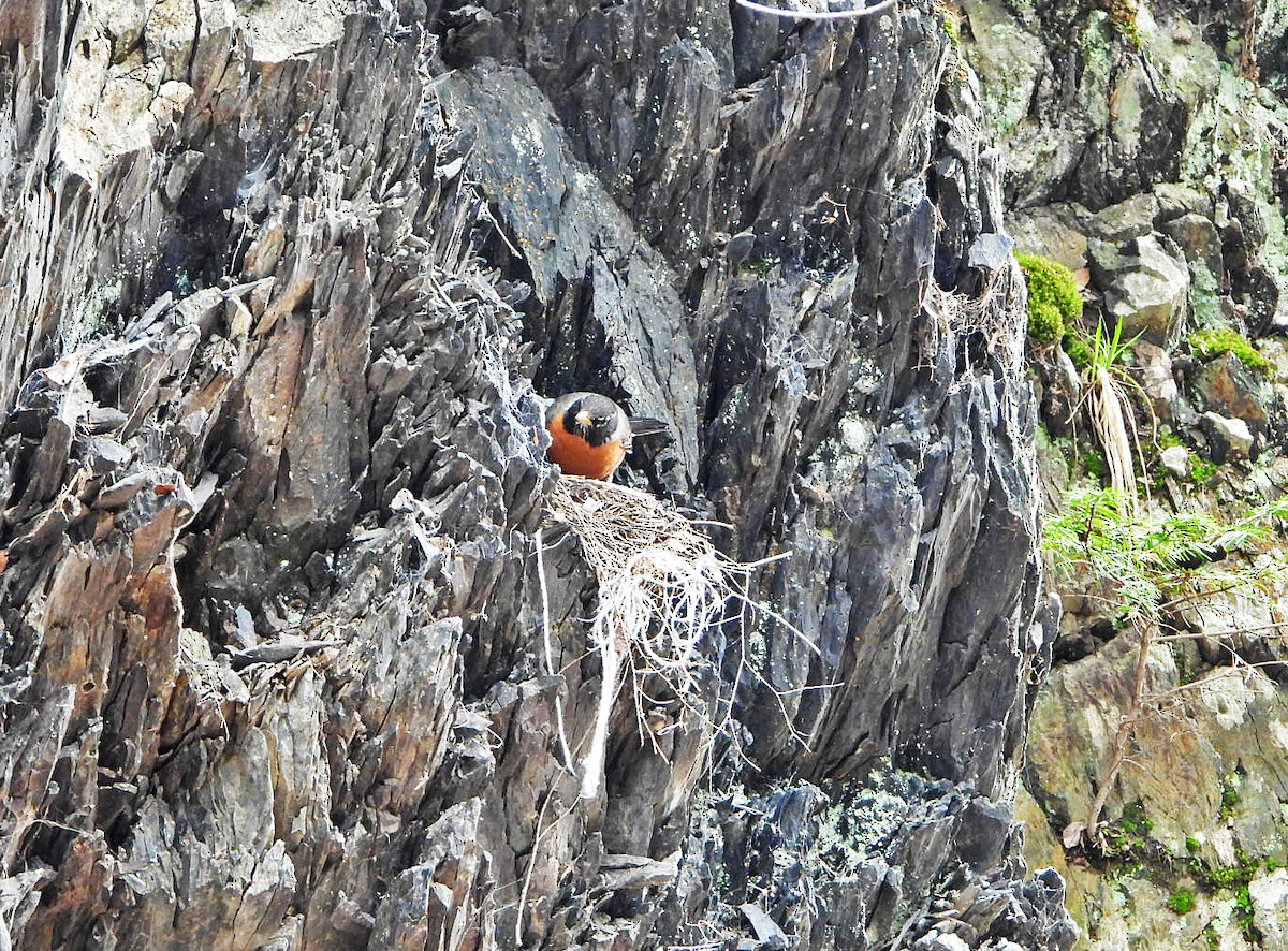 American Robin - ML618594410