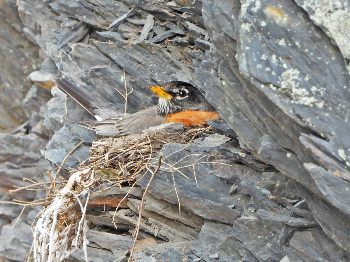 American Robin - ML618594413