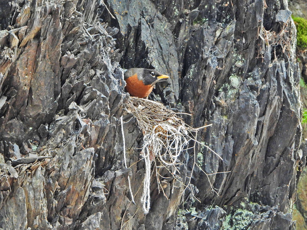 American Robin - ML618594414