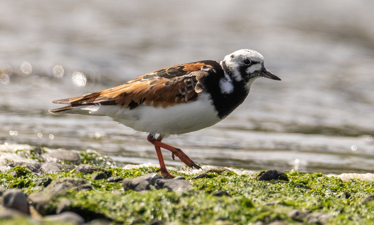 Ruddy Turnstone - ML618594431