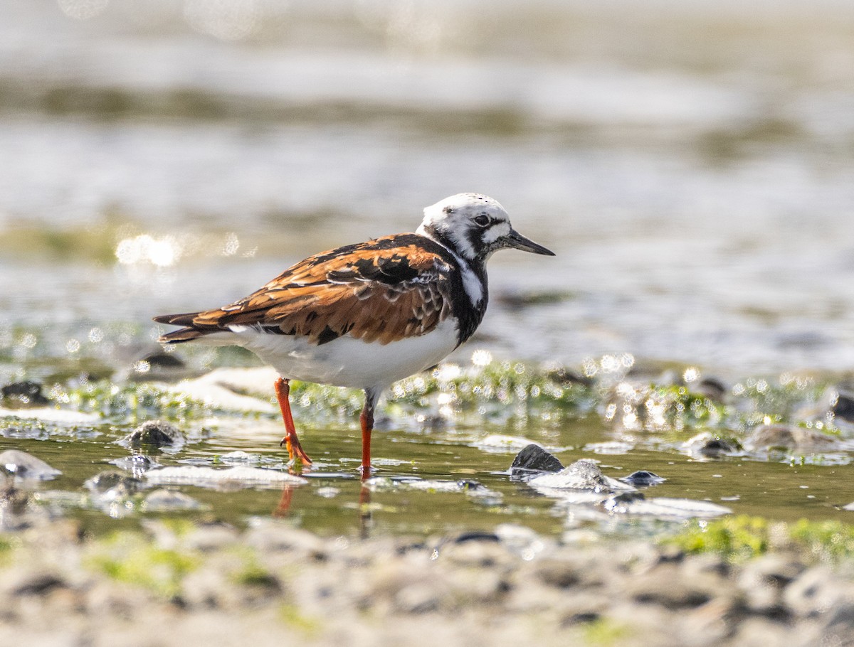 Ruddy Turnstone - ML618594432