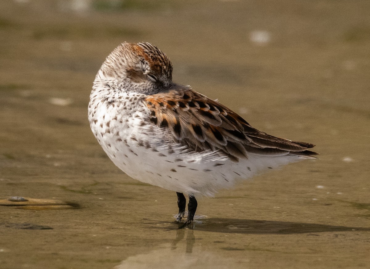 Western Sandpiper - ML618594468