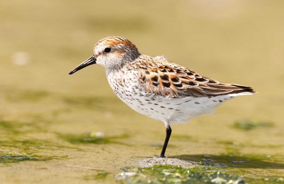 Western Sandpiper - ML618594469