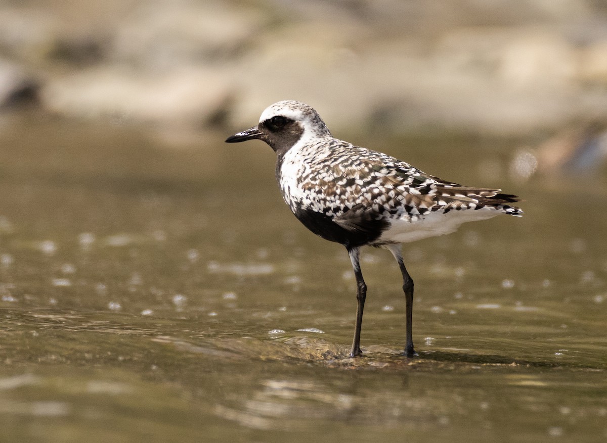 Black-bellied Plover - ML618594486