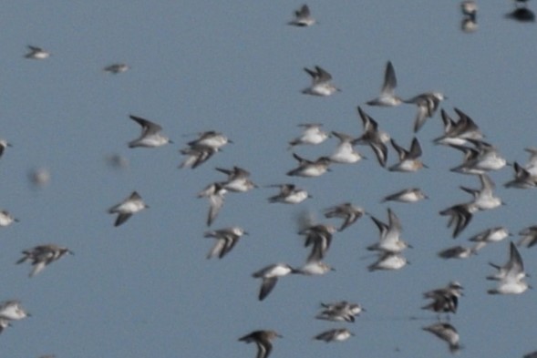 Sanderling - William Harmon