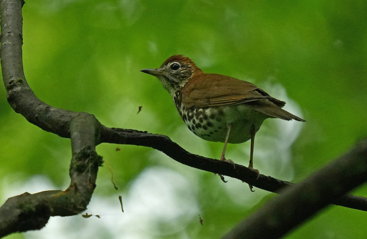 Wood Thrush - ML618594566