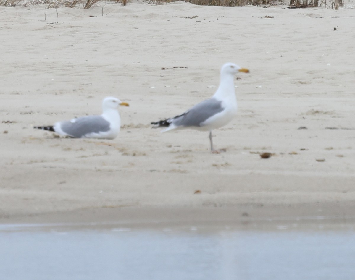 Herring Gull - burton balkind