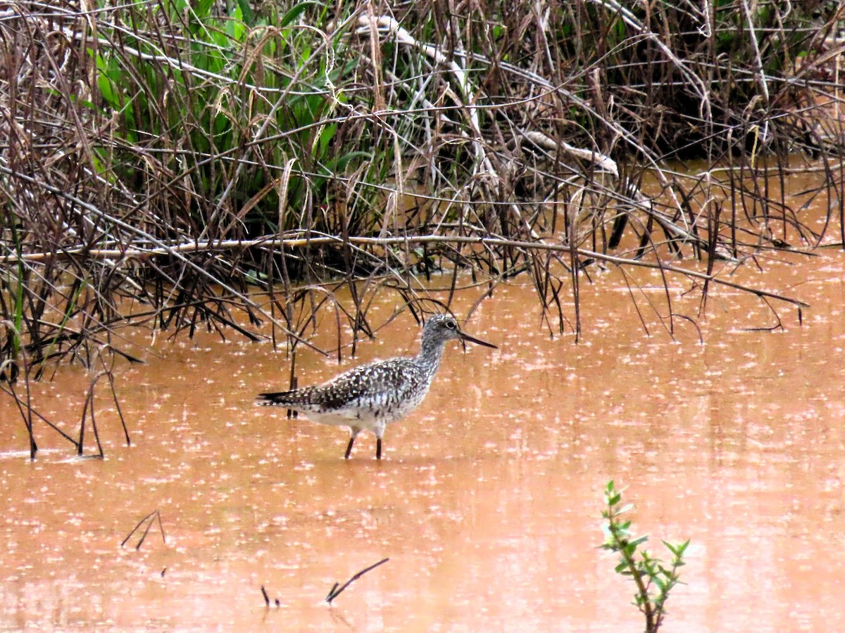 Greater Yellowlegs - ML618594595