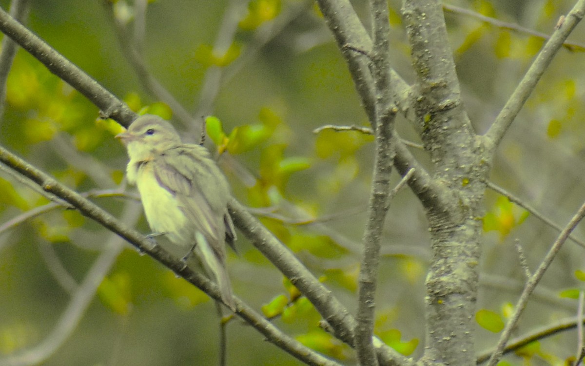 Warbling Vireo - ML618594604