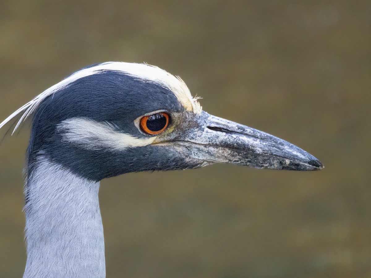 Yellow-crowned Night Heron - ML618594631