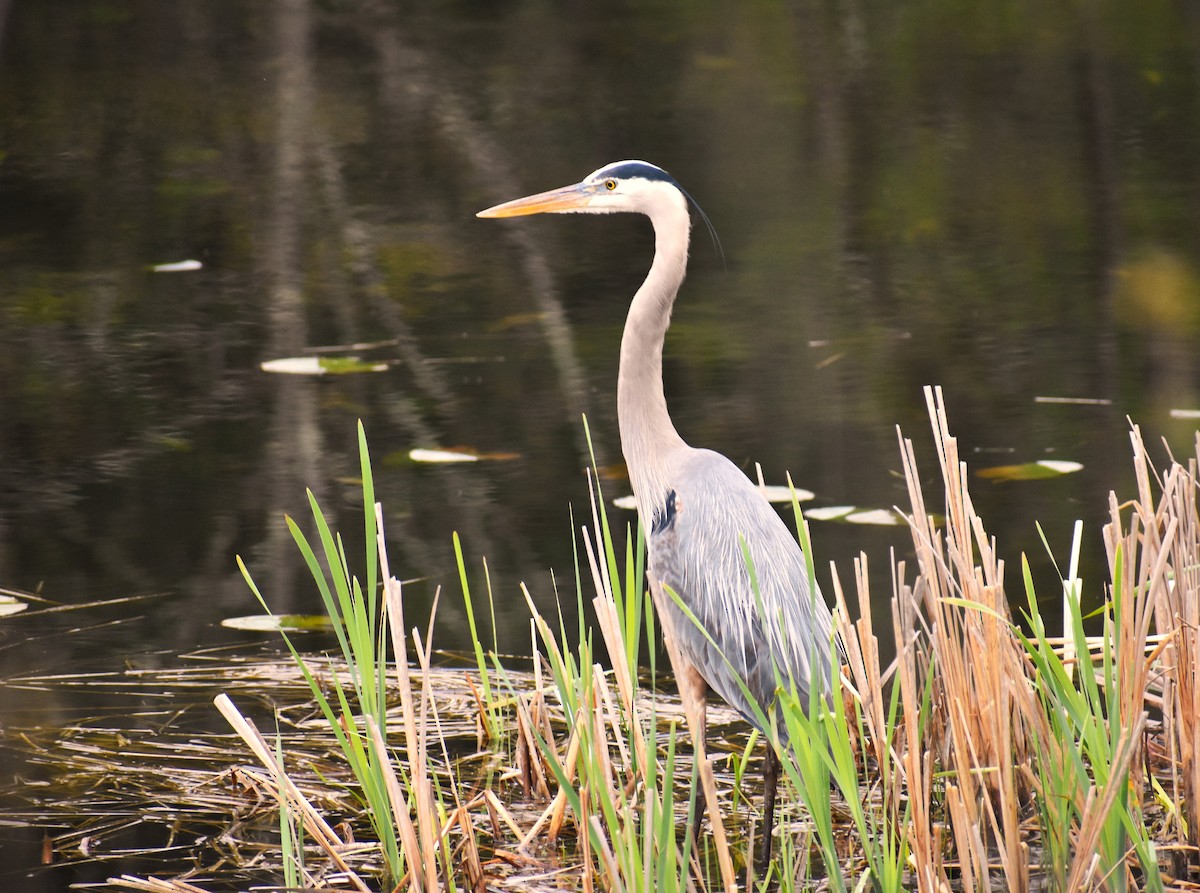 Great Blue Heron - ML618594660