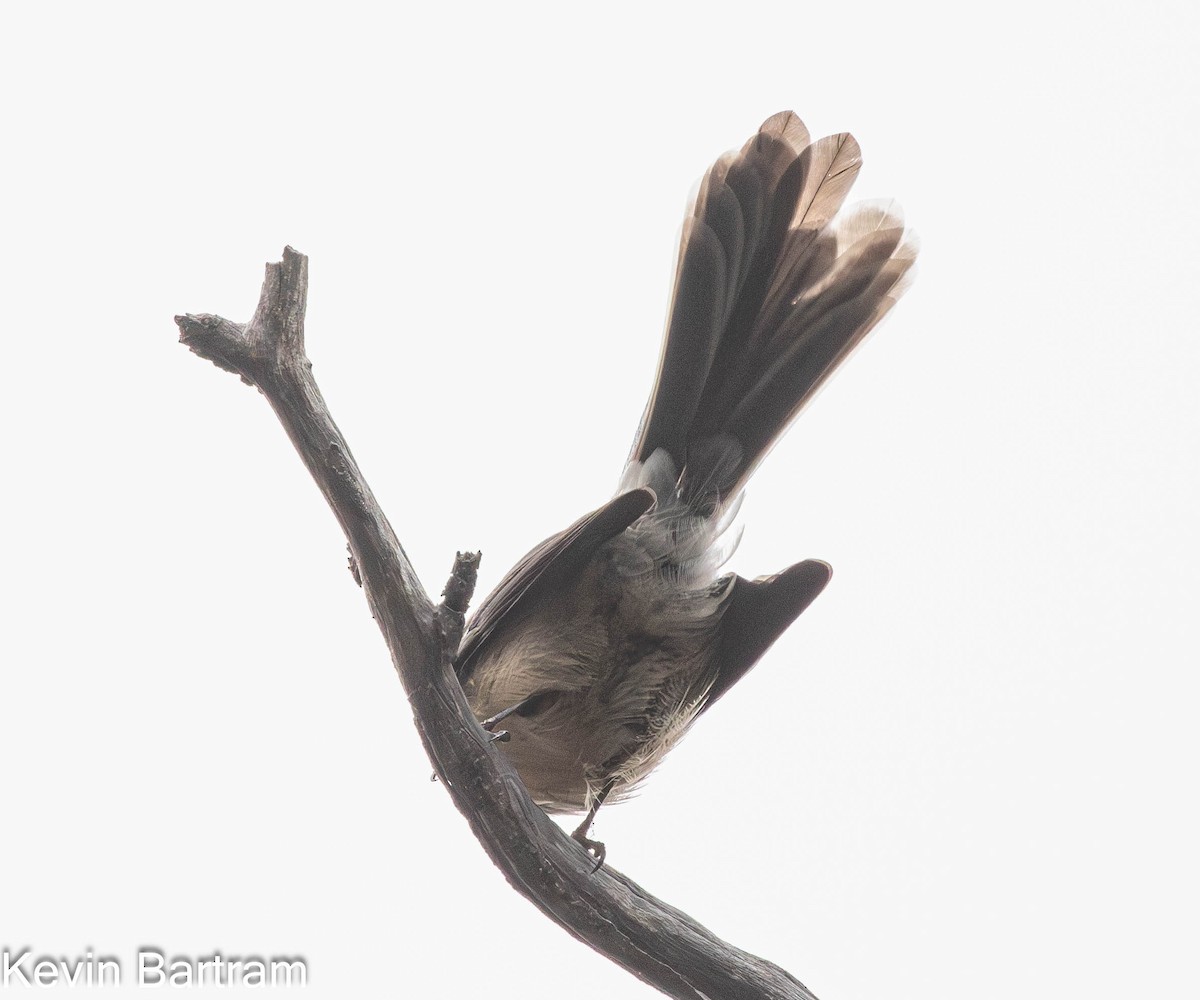 Gray Fantail (albiscapa) - Kevin Bartram