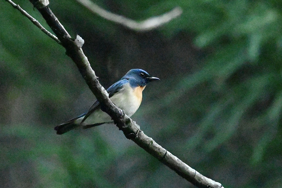 Chinese Blue Flycatcher - Dong Qiu