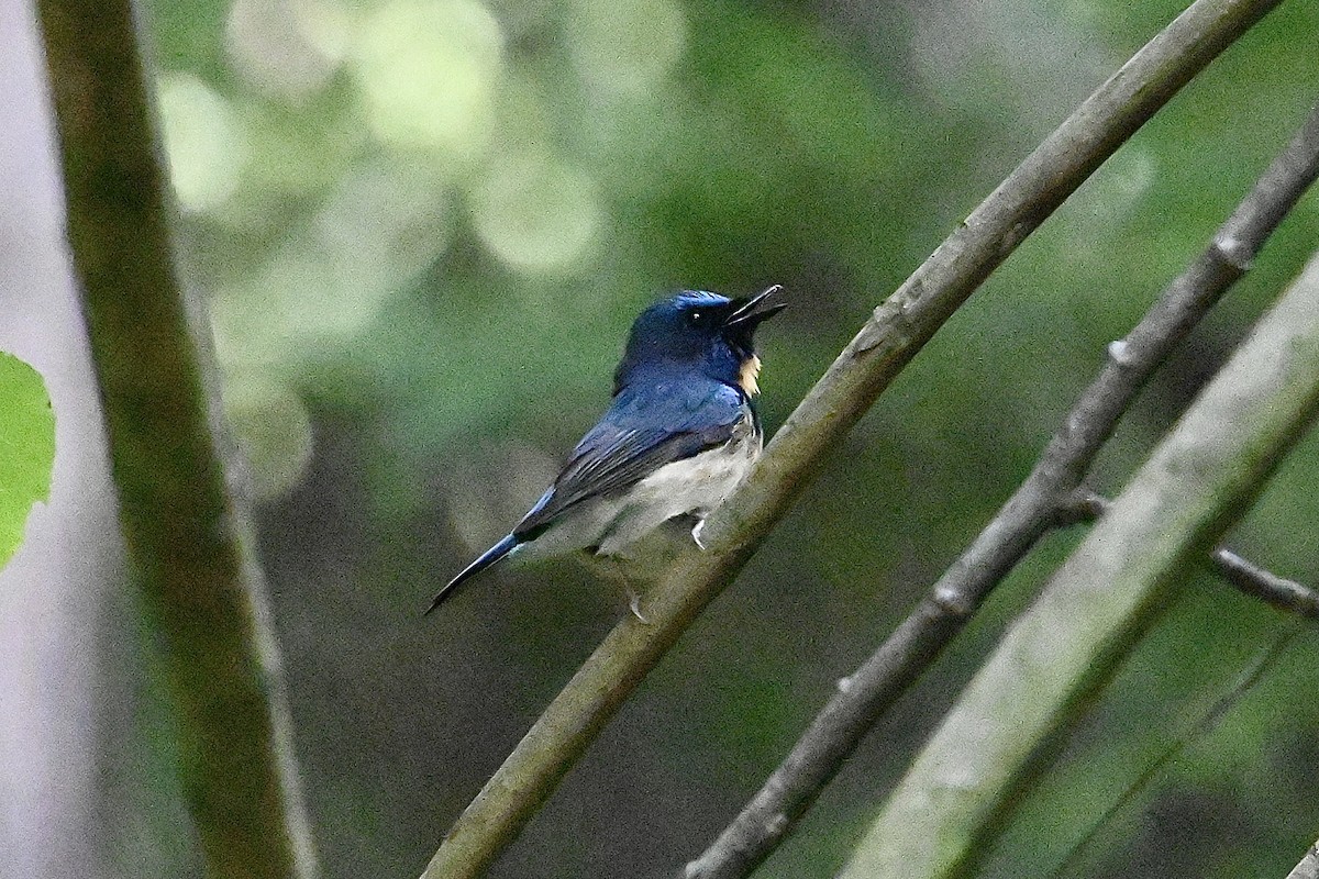 Chinese Blue Flycatcher - Dong Qiu