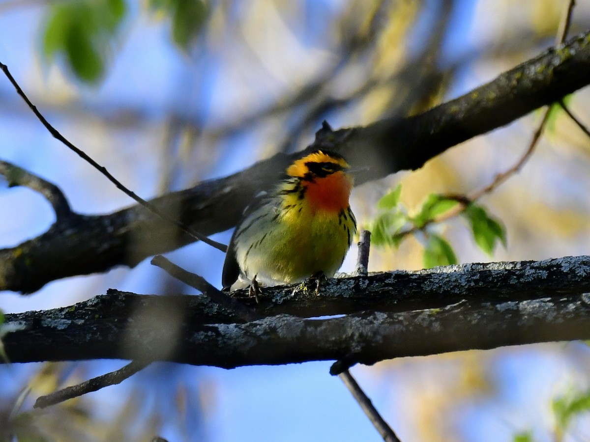 Blackburnian Warbler - ML618594730