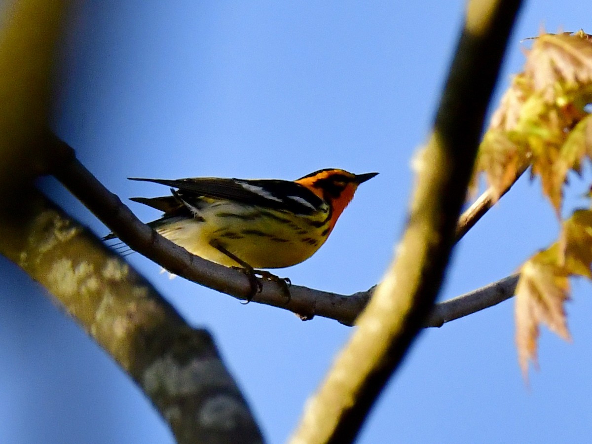 Blackburnian Warbler - ML618594754