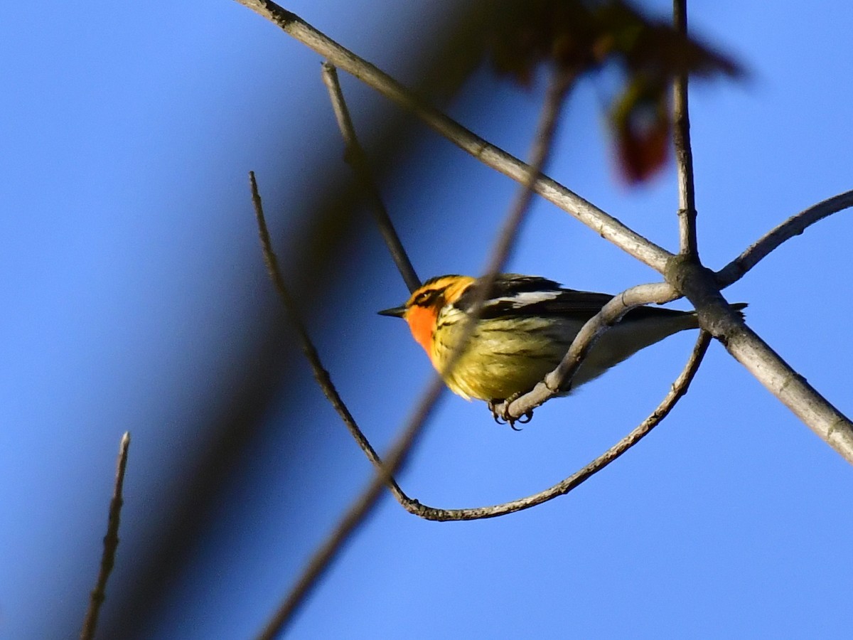 Blackburnian Warbler - ML618594755