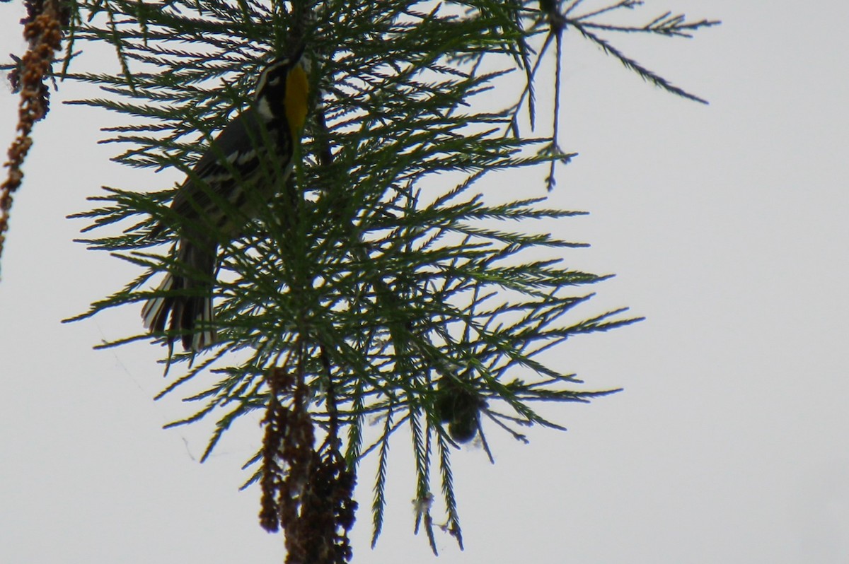 Yellow-throated Warbler - CNM LadybirDARs