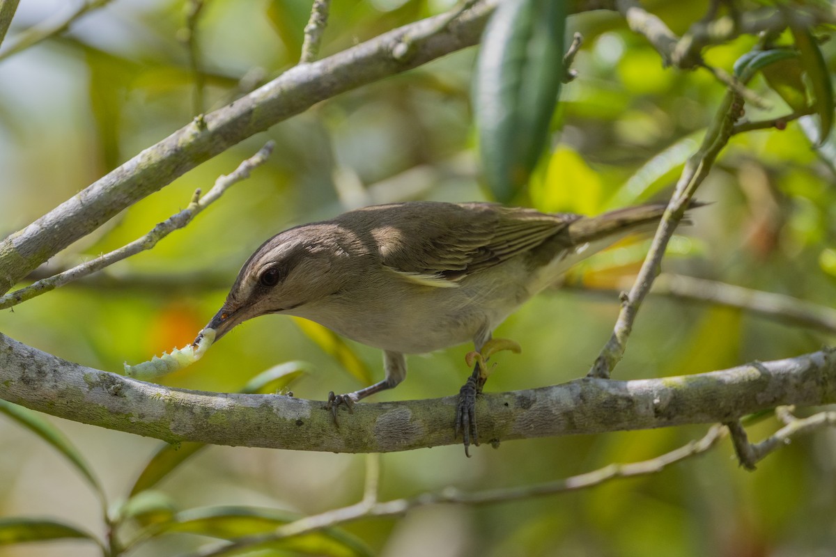 Black-whiskered Vireo - Andy Meyerholz