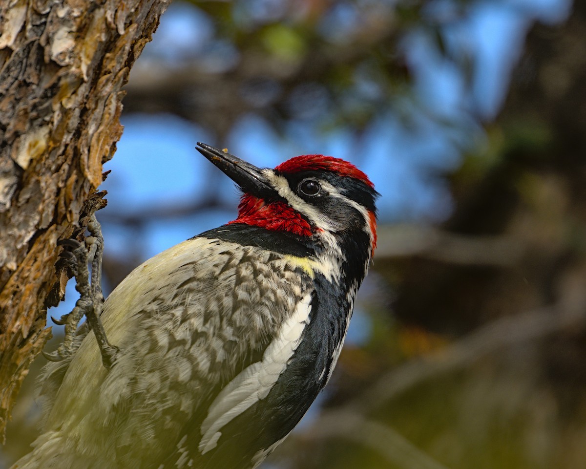 Red-naped Sapsucker - ML618594767