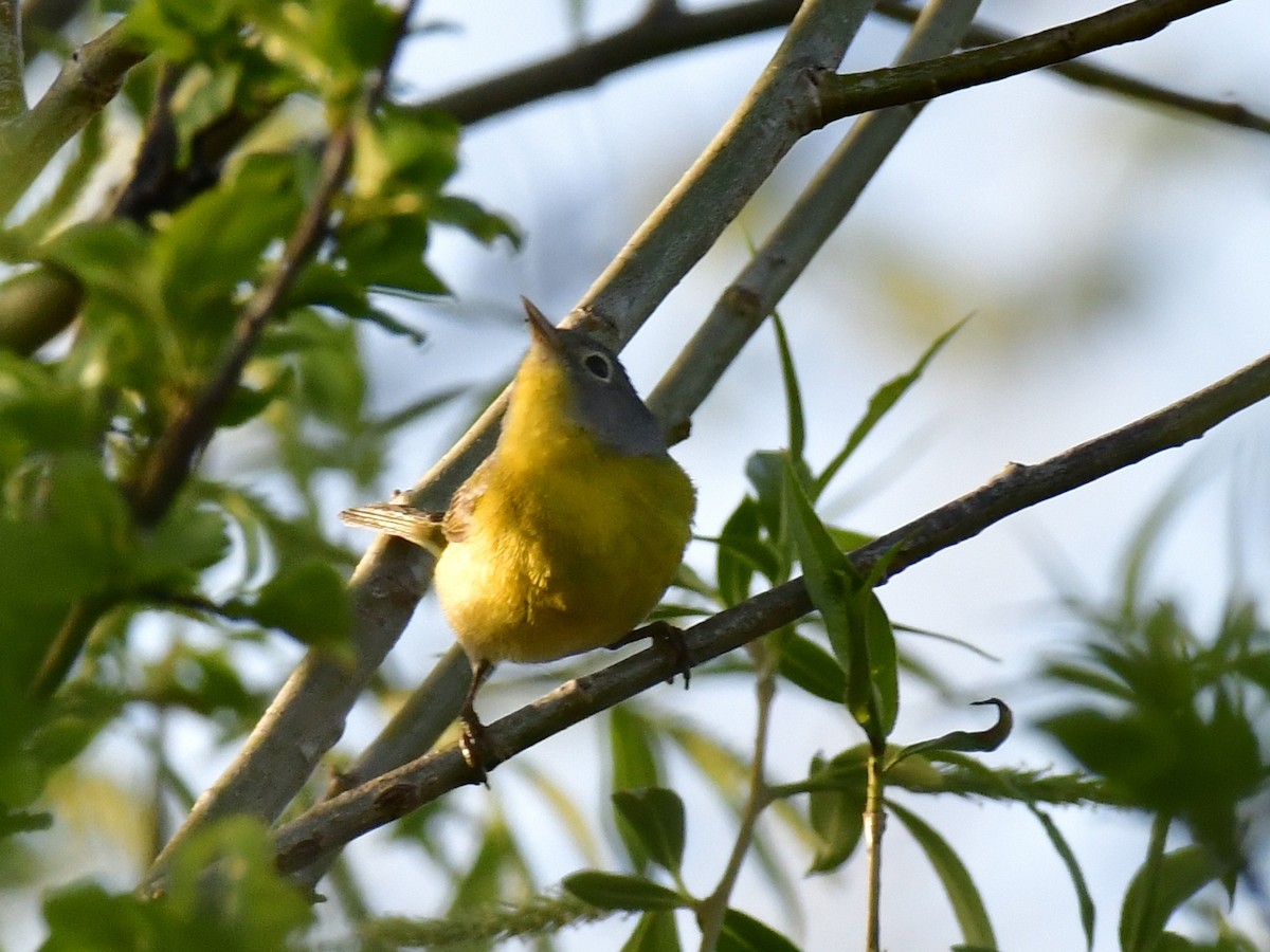 Nashville Warbler - ML618594790