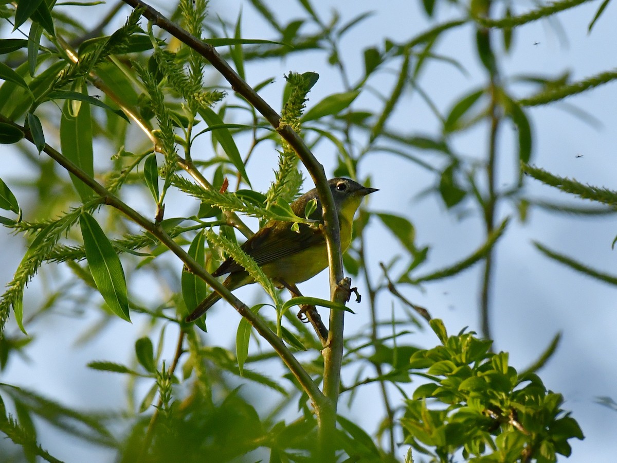 Nashville Warbler - ML618594791