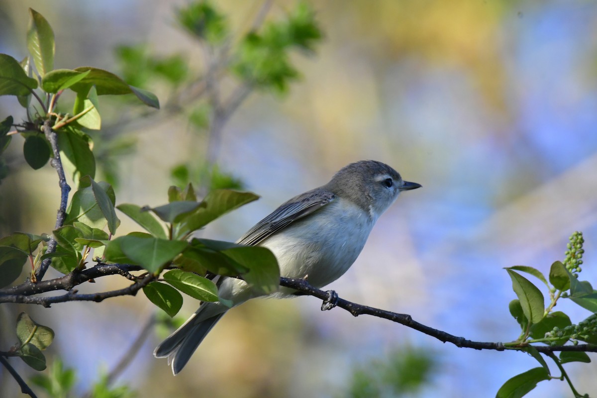 Eastern Warbling Vireo - ML618594818