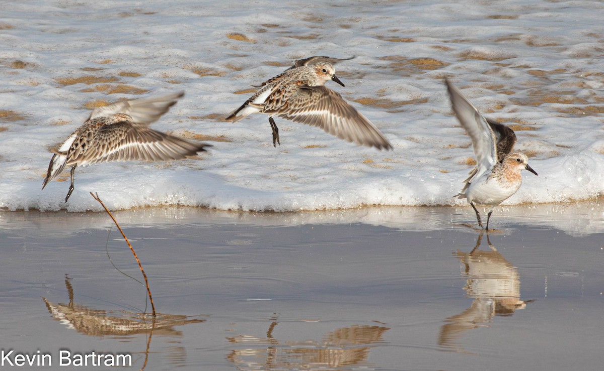 Red-necked Stint - Kevin Bartram