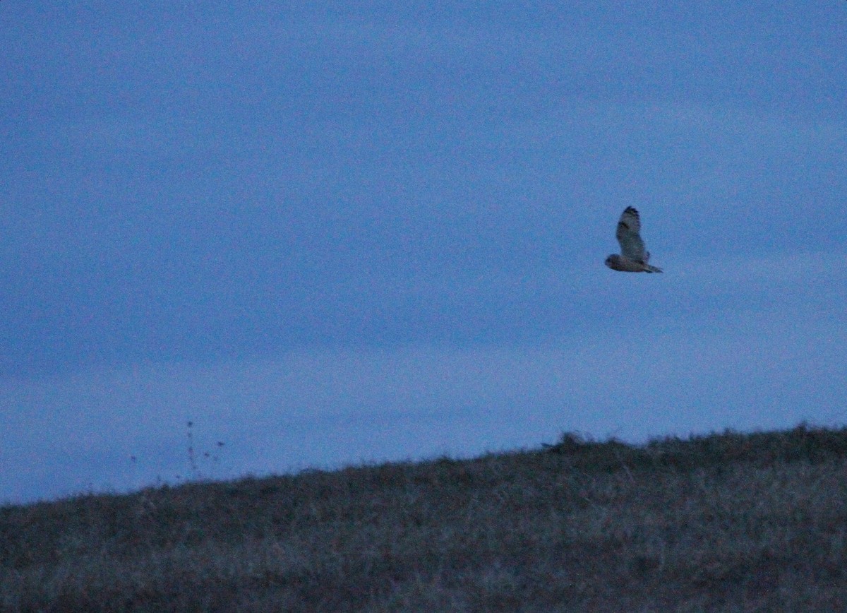 Short-eared Owl - Nick Anich