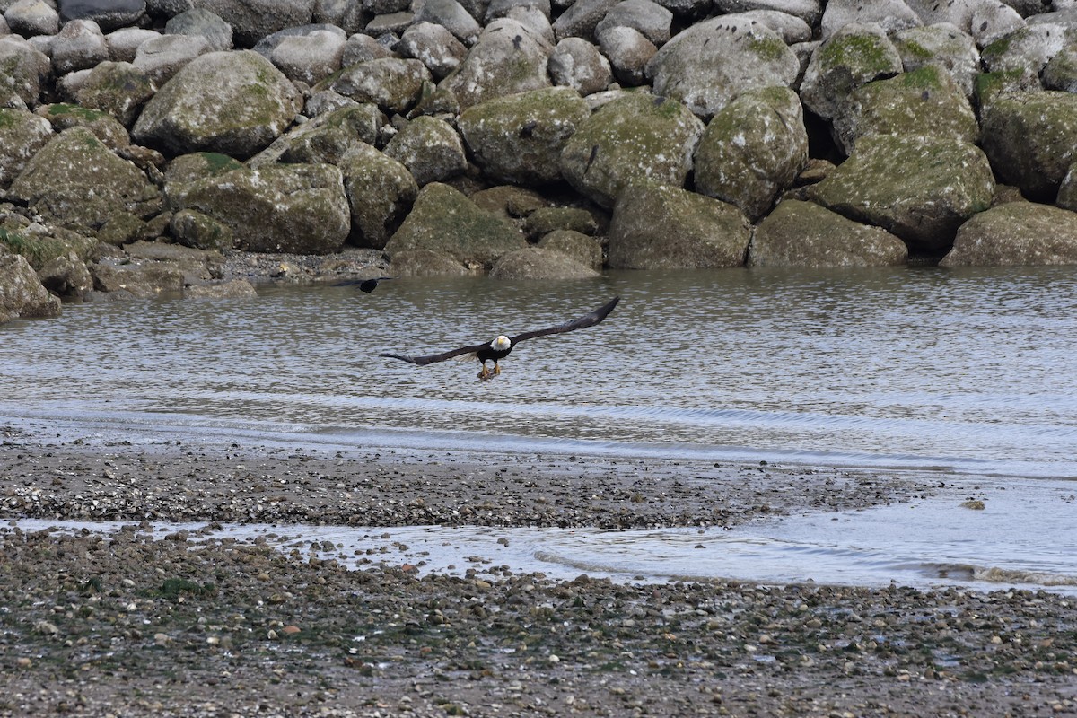 orel bělohlavý - ML618594844