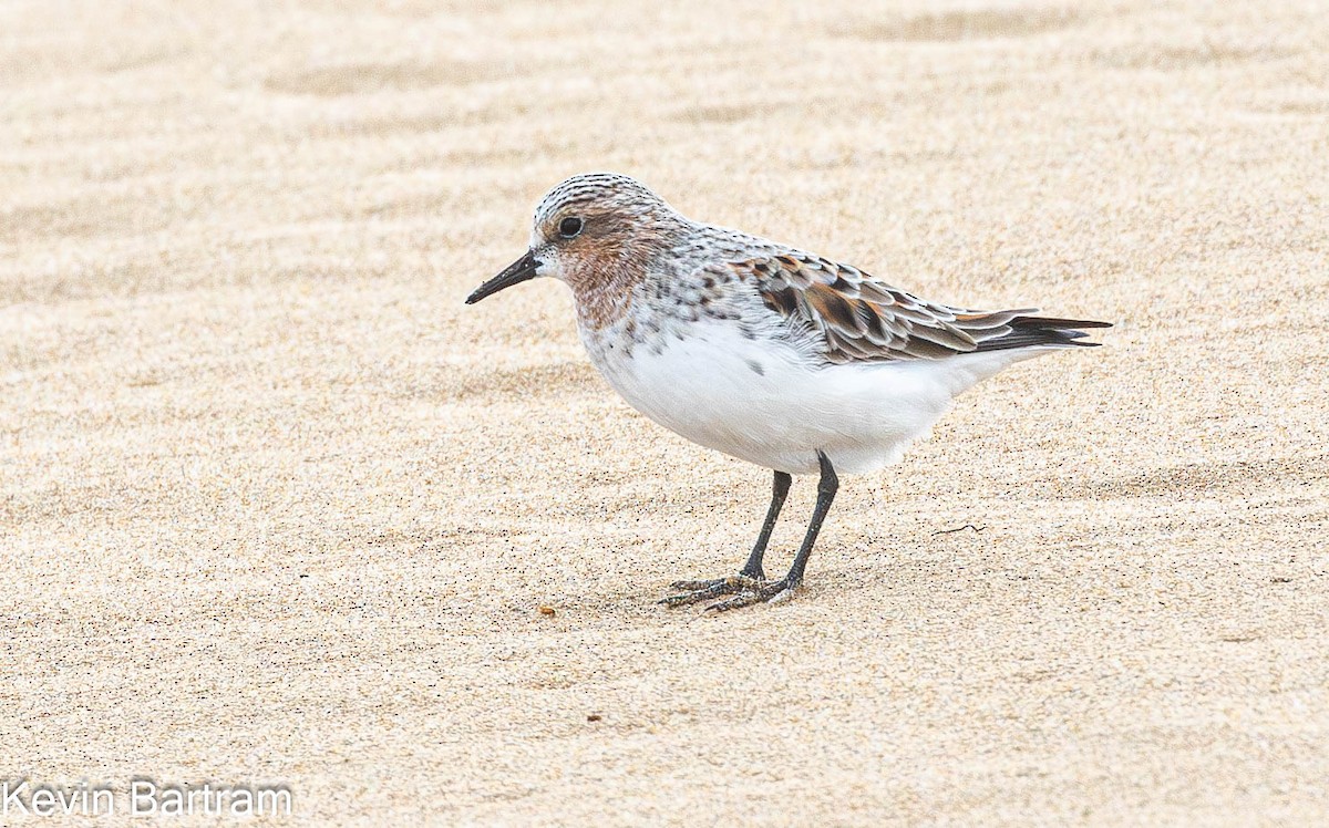 Red-necked Stint - Kevin Bartram