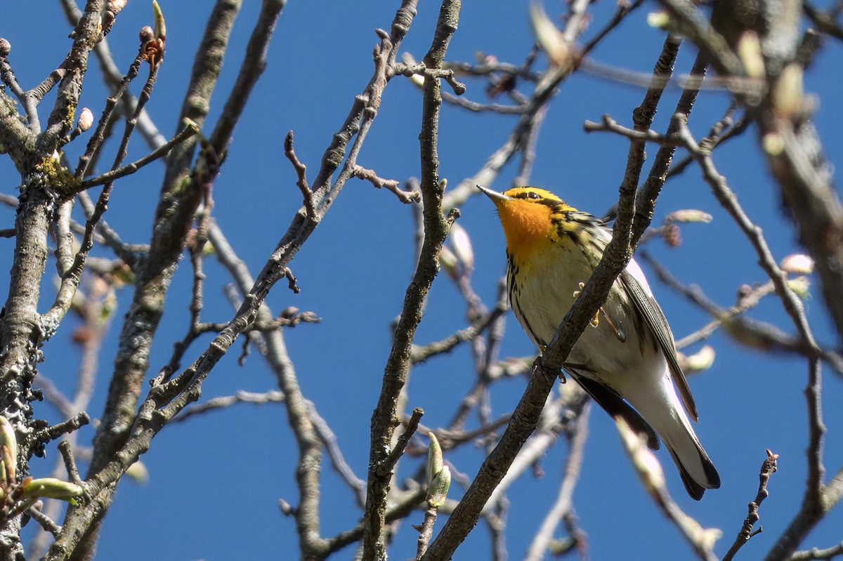 Blackburnian Warbler - Cynthia McAllister