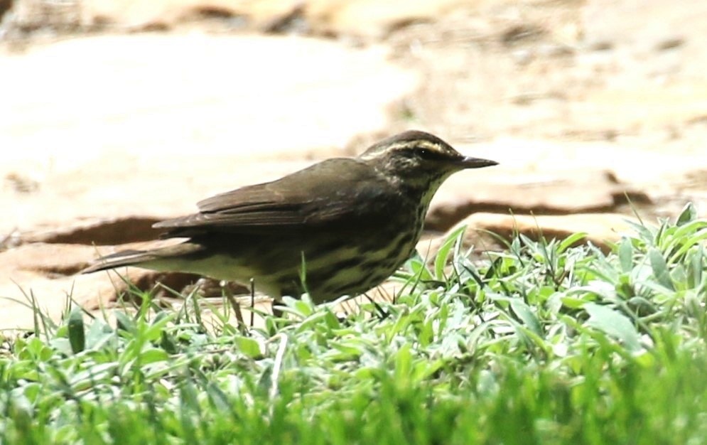 Northern Waterthrush - Jane Stulp