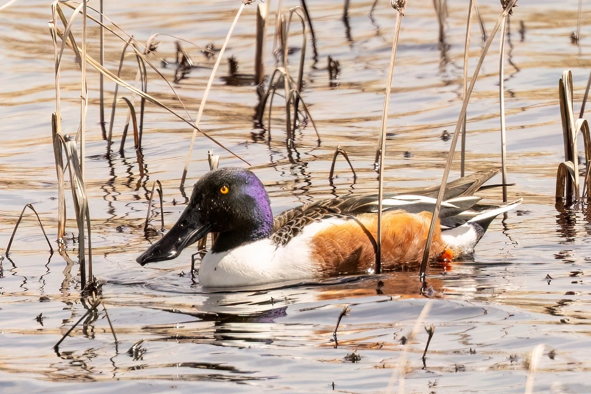 Northern Shoveler - ML618594873