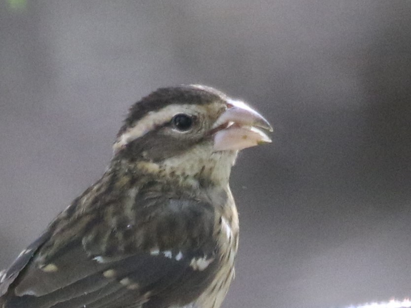 Rose-breasted Grosbeak - Jane Stulp