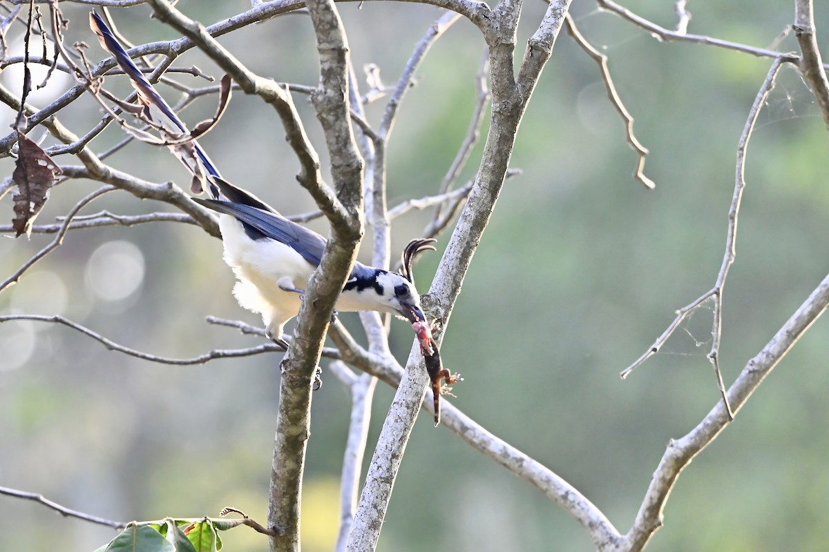 White-throated Magpie-Jay - Gerald Friesen