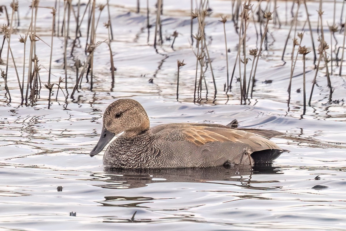 Gadwall - ML618594903