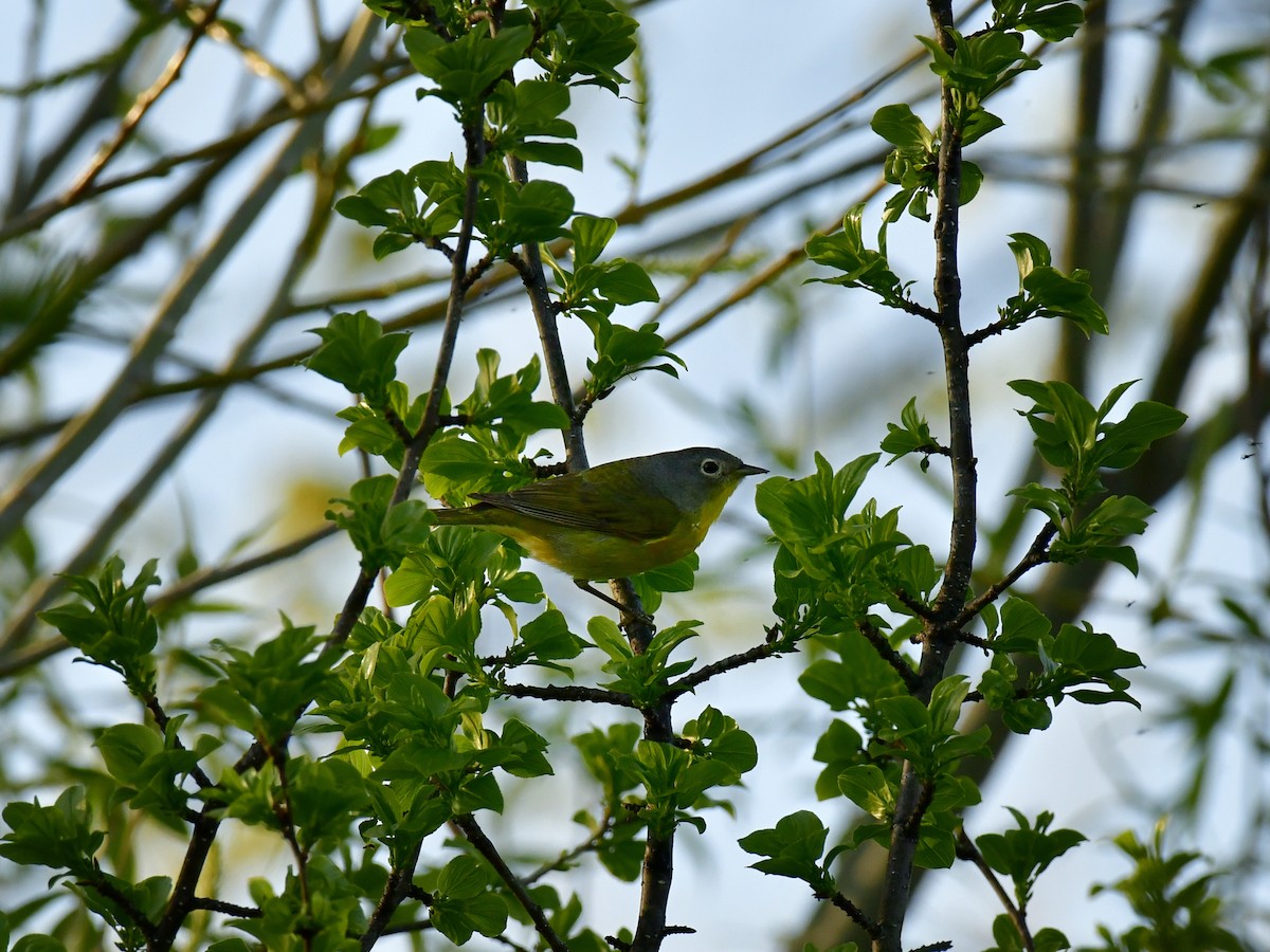 Nashville Warbler - ML618594933