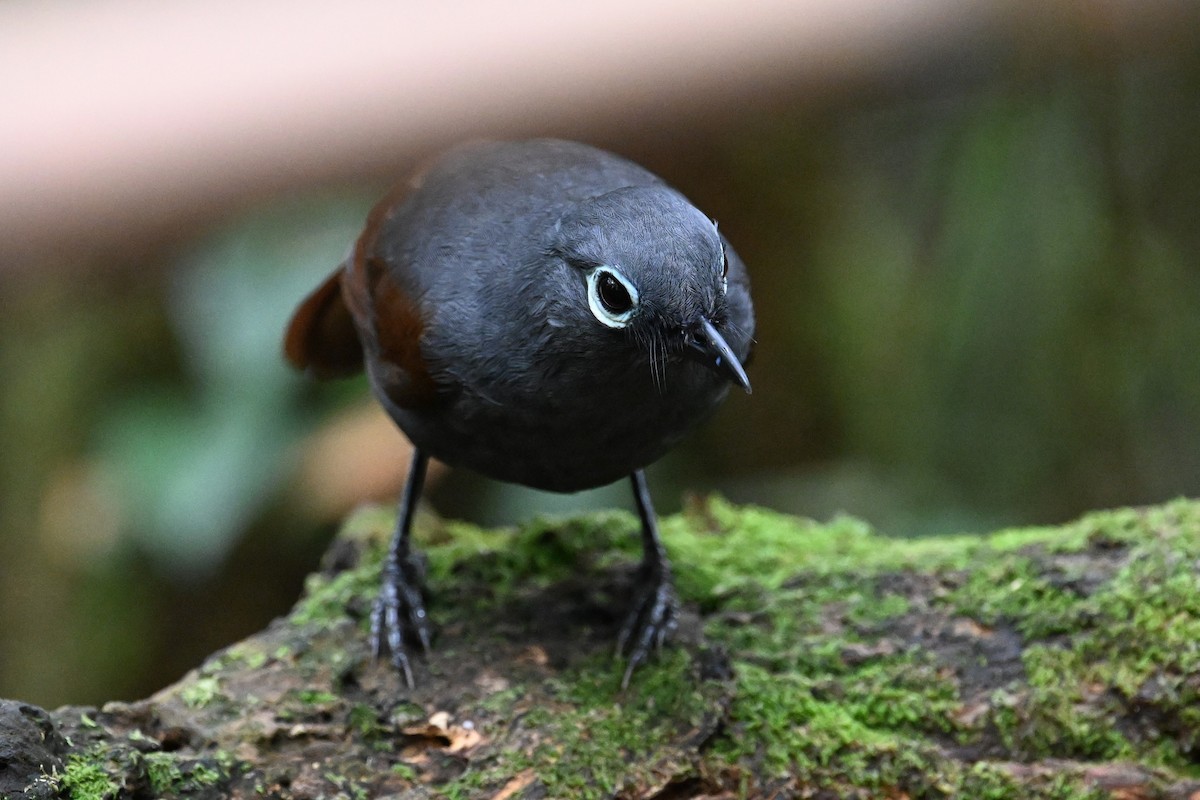 Sunda Laughingthrush - Jacob Lai