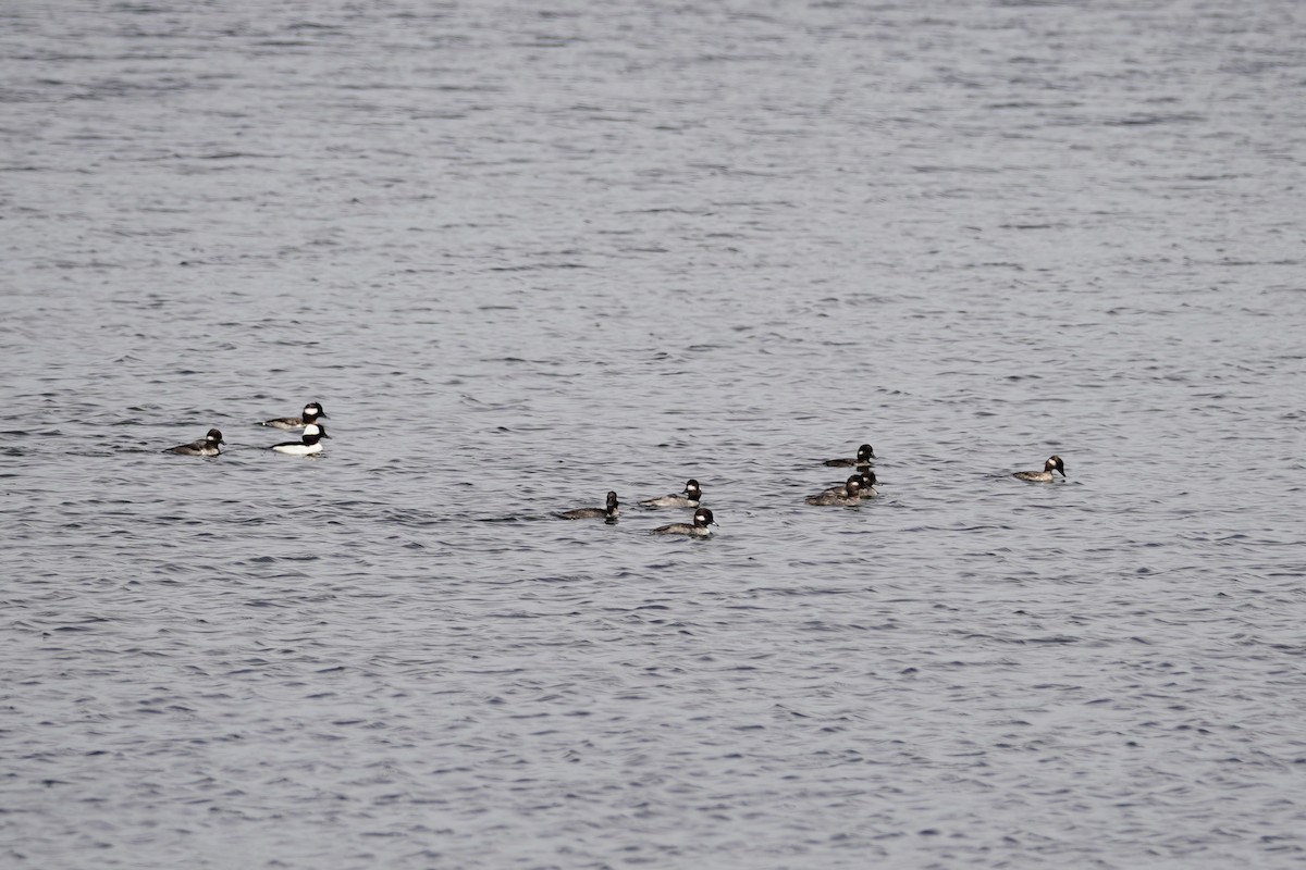 Bufflehead - ML618594956