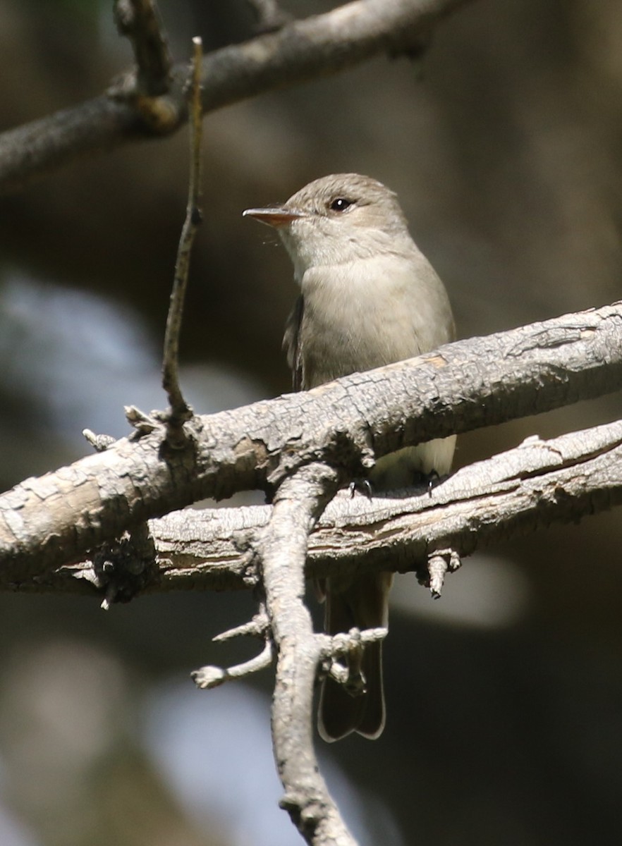 Western Wood-Pewee - ML618594966