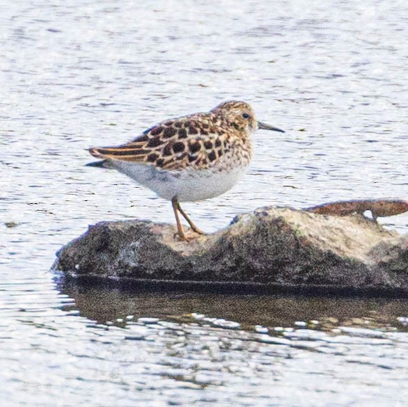 Least Sandpiper - Ken Tweedt