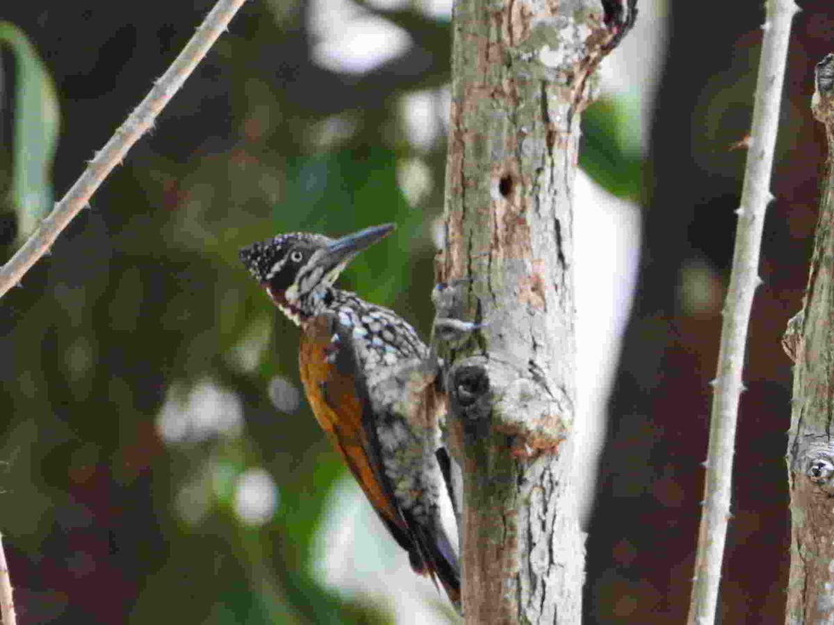 Greater/Common Flameback - ML618595002