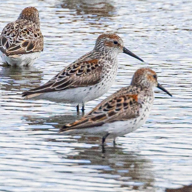 Bergstrandläufer - ML618595004