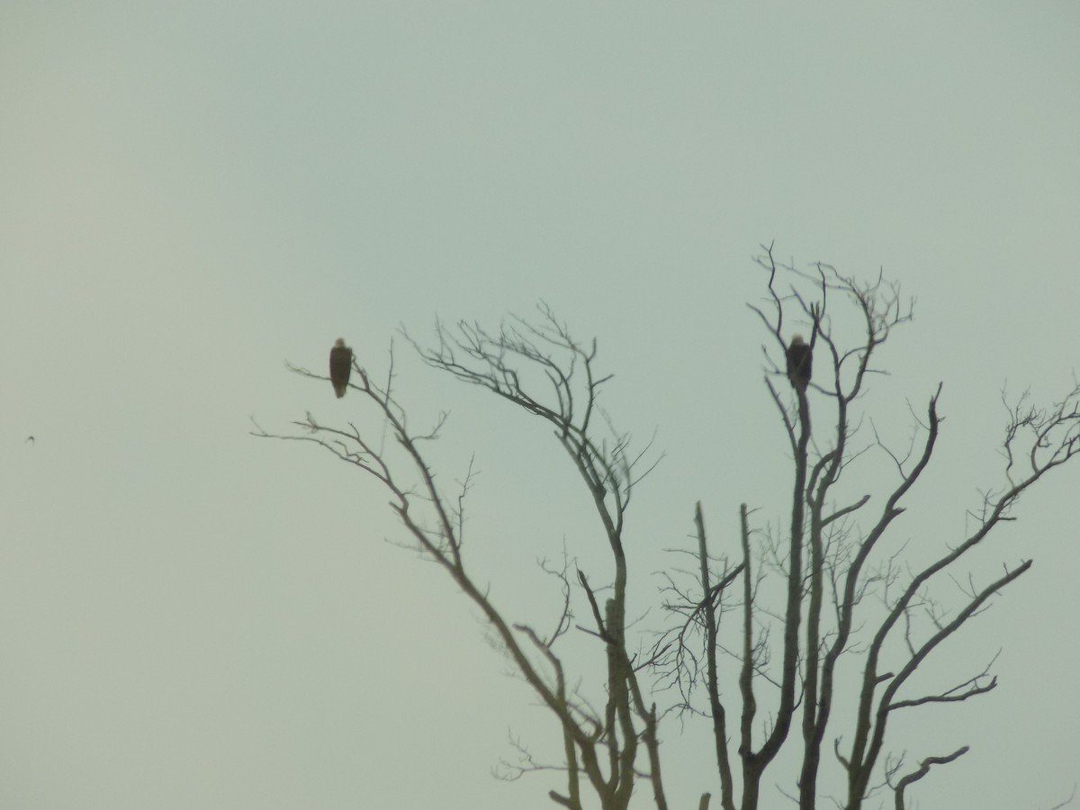 Bald Eagle - ML618595026