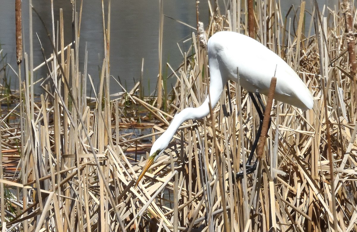 Great Egret - Bernard Tremblay