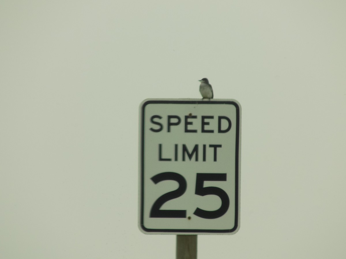 Eastern Kingbird - ML618595056