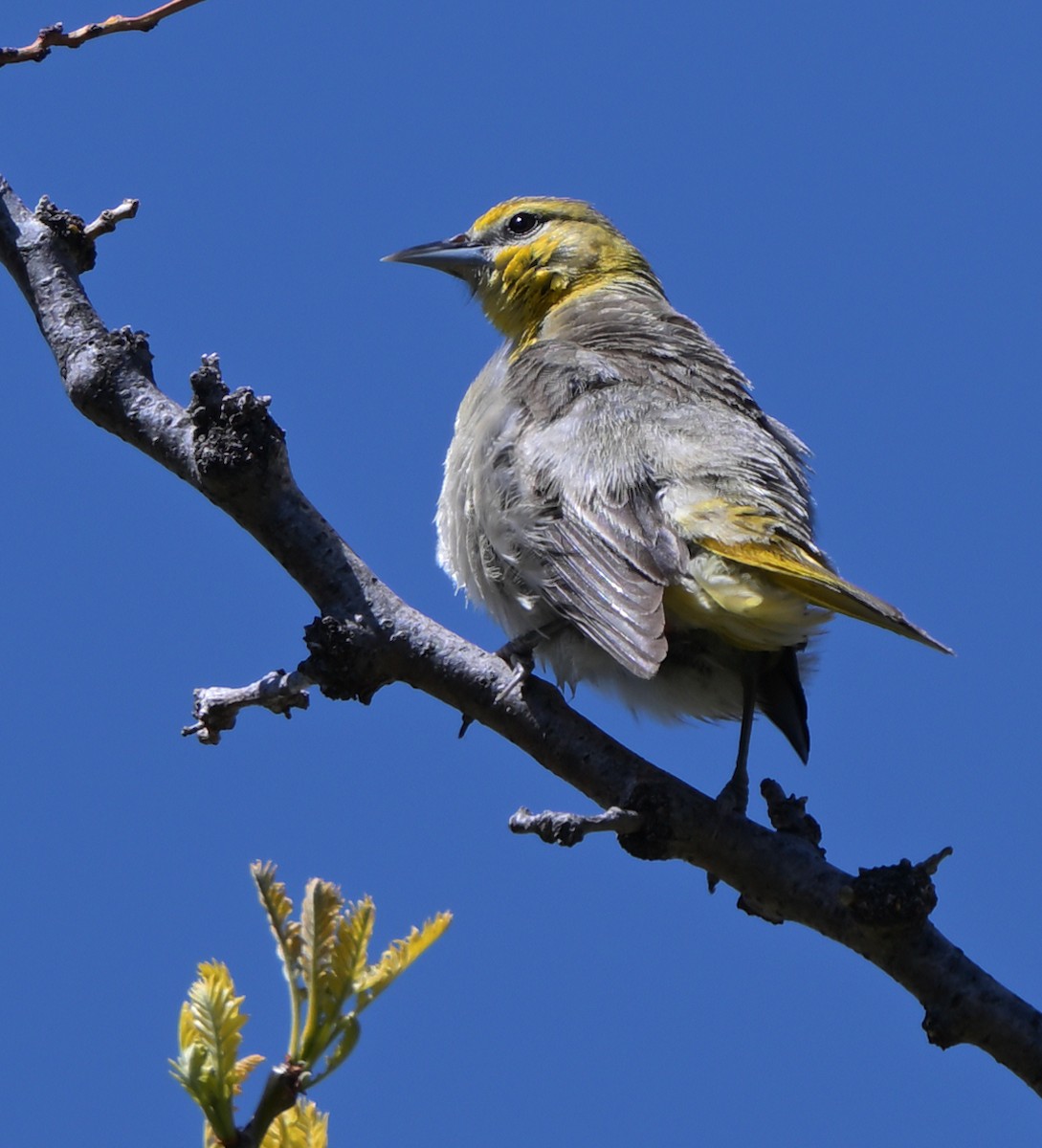 Bullock's Oriole - ML618595060